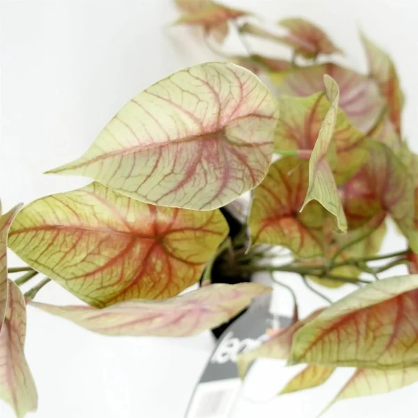 30cm Artificial Pink Caladium Trailing Plant - Image 3