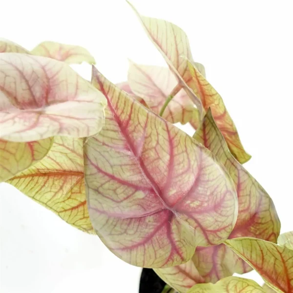 30cm Artificial Pink Caladium Trailing Plant - Image 4