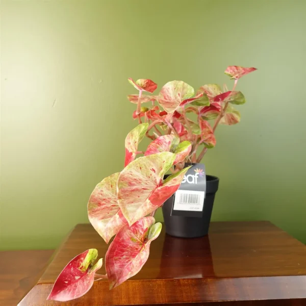 35cm Artificial Trailing Hanging Plant Realistic Pink Splash Caladium - Image 3