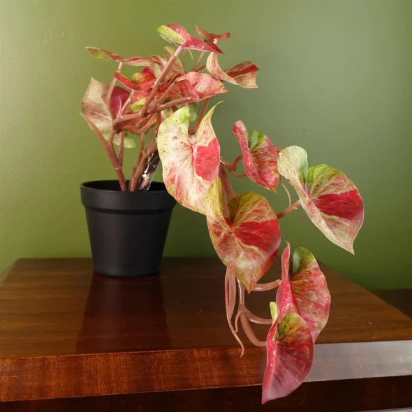 35cm Artificial Trailing Hanging Plant Realistic Pink Splash Caladium - Image 5