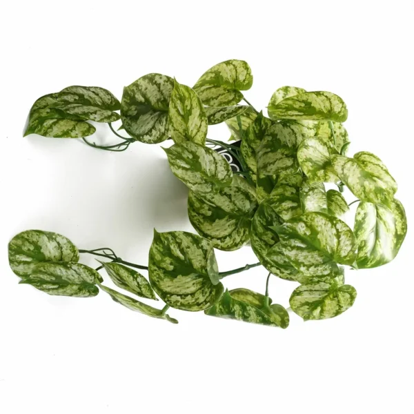 35cm Artificial Trailing Light Natural Look Plant Realistic