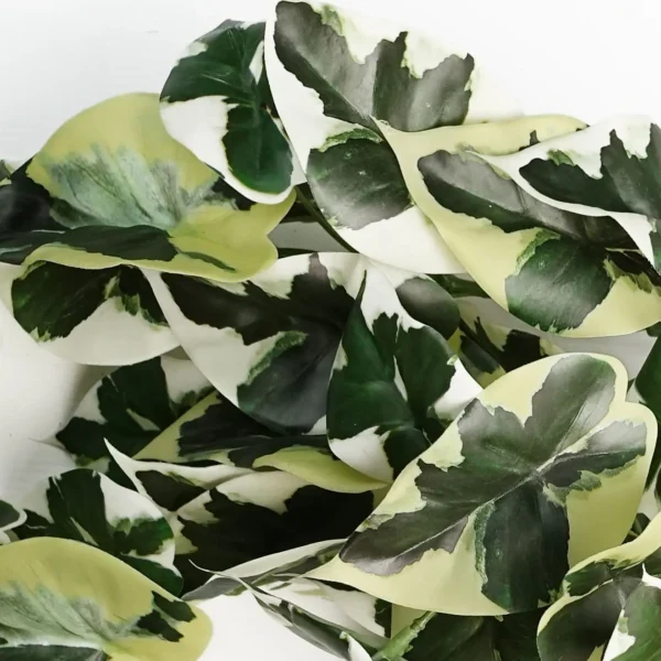 40cm Artificial Trailing Variegated Marble Pothos Plant Realistic - Image 2