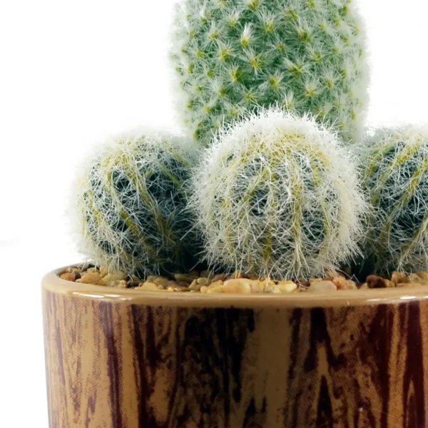 Artificial Cactus Plant Cacti in Ceramic Planter - Image 2