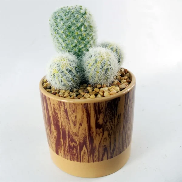 Artificial Cactus Plant Cacti in Ceramic Planter - Image 3