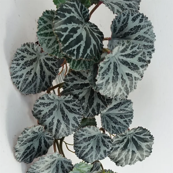 50cm Artificia Trailing Begonia Plant Realistic - Image 4