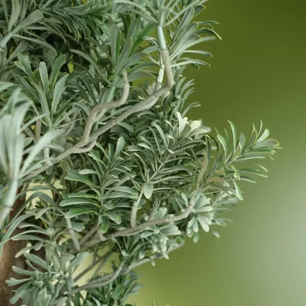 Artemisa Shrub 70cm - Image 5