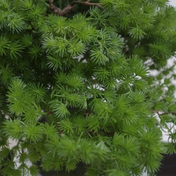 Artificial Bonsai Tree Pine Bonsai 50cm UK Trees Plant - Image 3