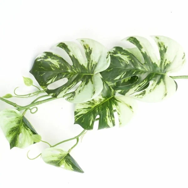 180cm Artificial Trailing Hanging Variegated Monstera Plant Realistic - Image 2