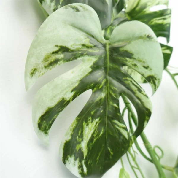 180cm Artificial Trailing Hanging Variegated Monstera Plant Realistic - Image 3