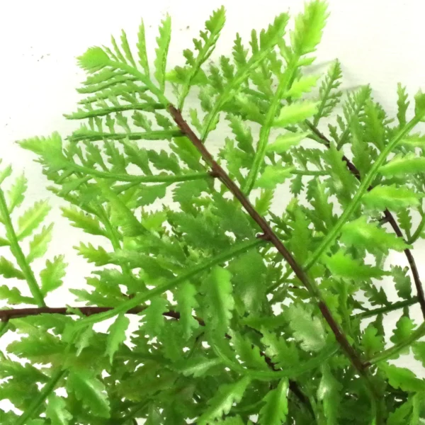 Artificial Ferns Plants Pack 3 x 30cm Botanical Fern 30cm Display - Image 2