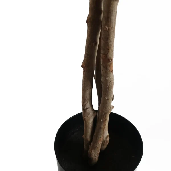 Artificial Forsythia Tree 60cm Leaf - Image 3