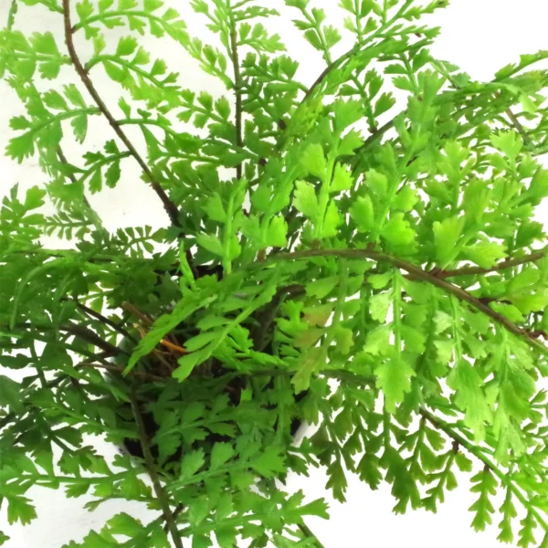 Artificial Fern Plant Pot Royal Fern 30cm UK Plants - Image 2