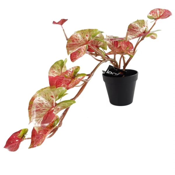 Artificial Hanging Plant Pink Splash Caladium - Image 3