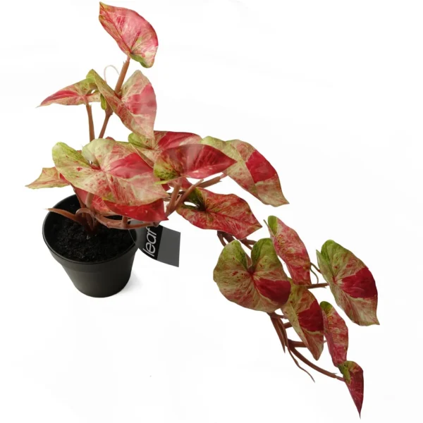 Artificial Hanging Plant Pink Splash Caladium - Image 4