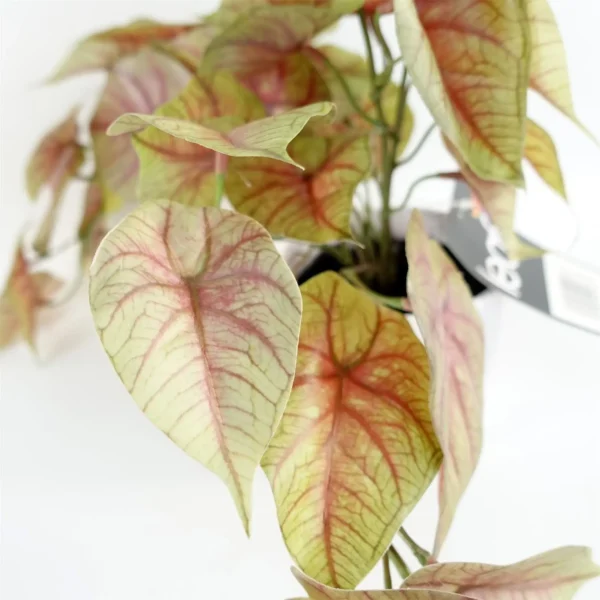 Artificial Pink Caladium Trailing Plant - Image 2