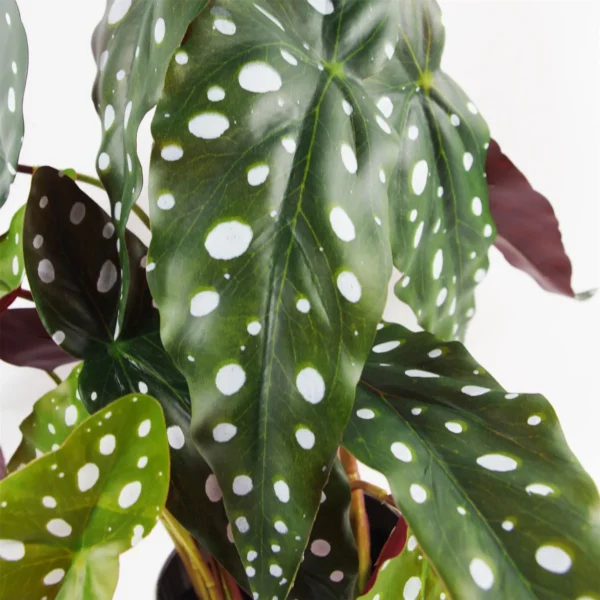 Artificial Spotty Begonia Maculata Plant 40cm Plant - Image 2