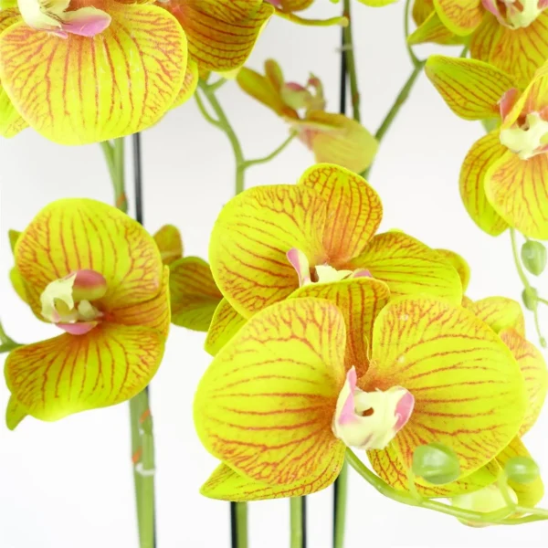 Large Orchid Lime Yellow - 41 REAL TOUCH flowers - Image 2