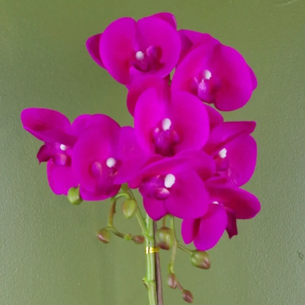 Pink Orchid Artificial Dark Silver 50cm - Image 2