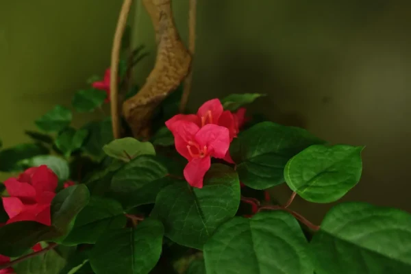 Pink Artificial Silk Tree Blossom Bougainvillea Japanese Tree - Image 2