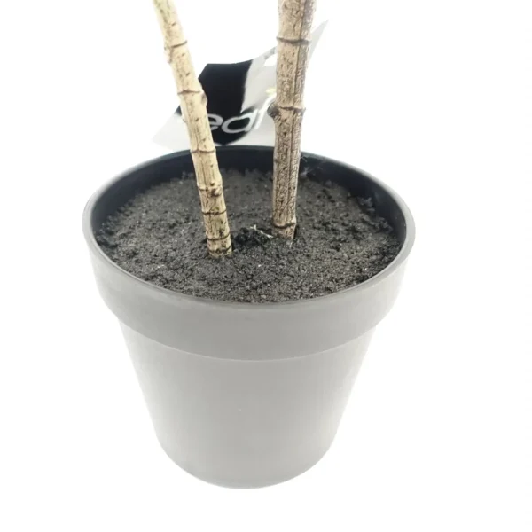 Rubber Plant Artificial in Pot 65cm - Image 3