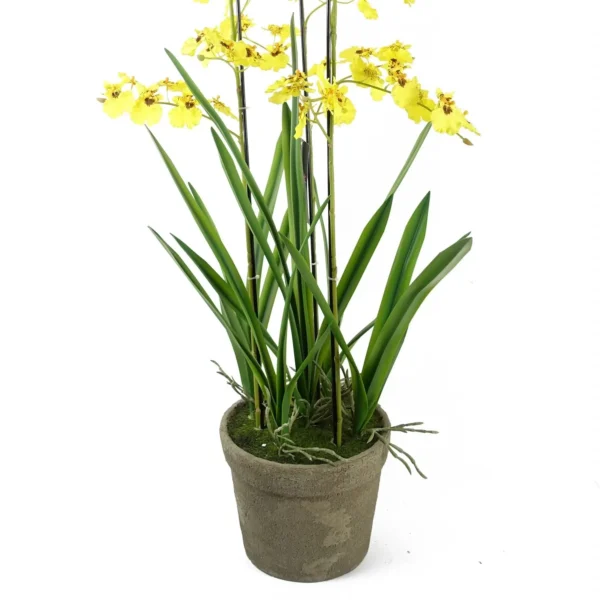 Oncidium Orchid Yellow in Stoneware Planter - Image 3