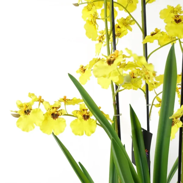 Oncidium Orchid Yellow in Stoneware Planter - Image 4