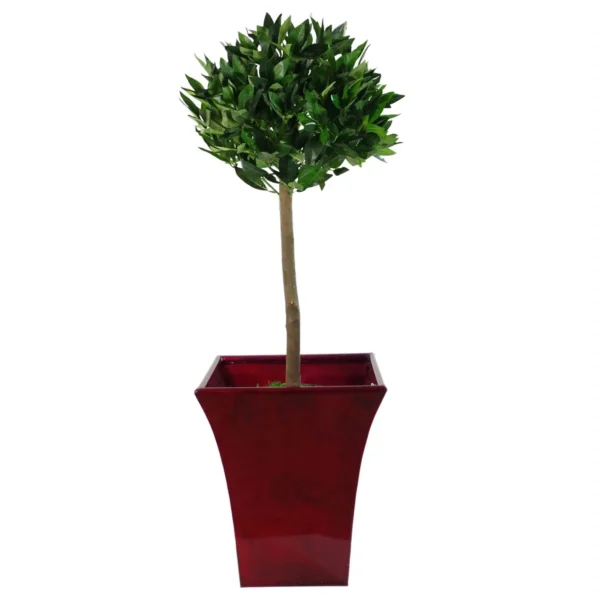 Pair Artificial Bay Topiary Trees PAIR 90cm Trunk - Image 4