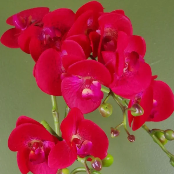 Red Orchid Artificial Leopard Gold Pot 50cm - Image 2