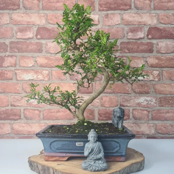 Chinese Pepper (Zanthoxylum Pipertum) Bonsai Tree | Shaped | In 30cm Pot