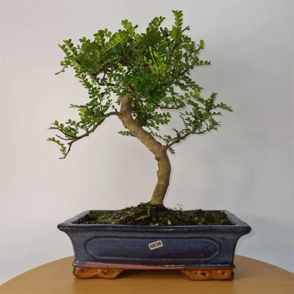 Chinese Pepper (Zanthoxylum Pipertum) Bonsai Tree | Shaped | In 30cm Pot - Image 2