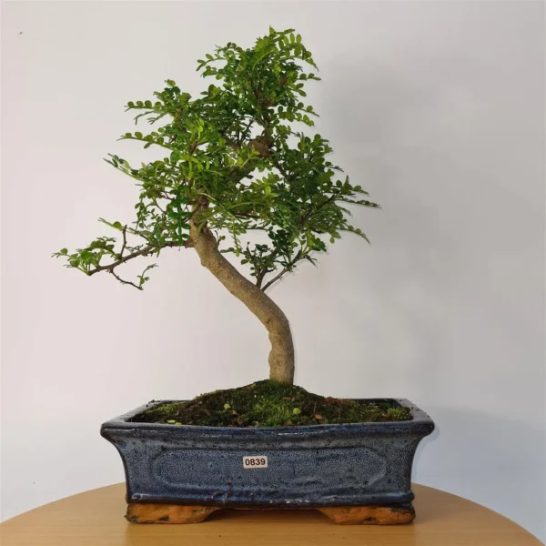 Chinese Pepper (Zanthoxylum Pipertum) Bonsai Tree | Shaped | In 30cm Pot - Image 3