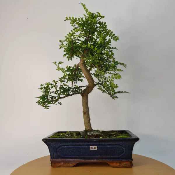 Chinese Pepper (Zanthoxylum Pipertum) Bonsai Tree | Shaped | In 30cm Pot - Image 4