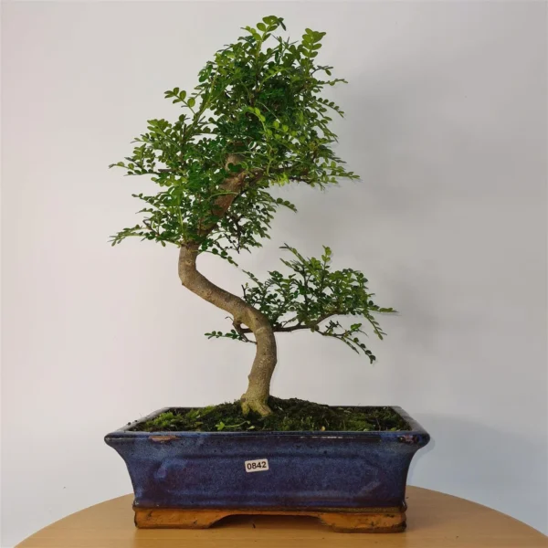 Chinese Pepper (Zanthoxylum Pipertum) Bonsai Tree | Shaped | In 30cm Pot - Image 6