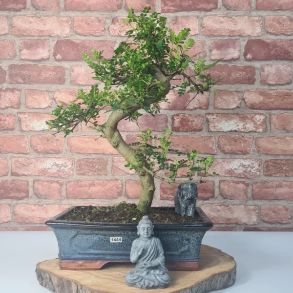 Chinese Pepper (Zanthoxylum Pipertum) Bonsai Tree | Shaped | In 30cm Pot - Image 7