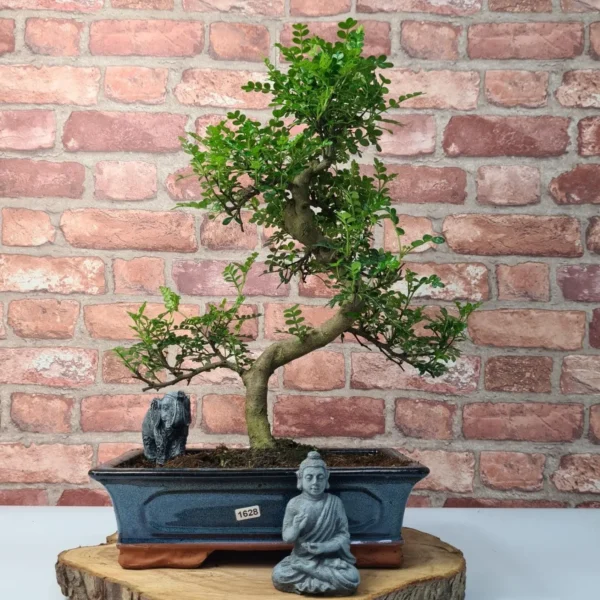 Chinese Pepper (Zanthoxylum Pipertum) Bonsai Tree | Shaped | In 30cm Pot - Image 9