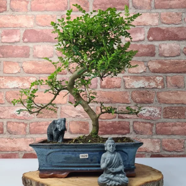 Chinese Pepper (Zanthoxylum Pipertum) Bonsai Tree | Shaped | In 30cm Pot - Image 8