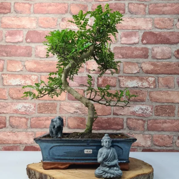 Chinese Pepper (Zanthoxylum Pipertum) Bonsai Tree | Shaped | In 30cm Pot - Image 10