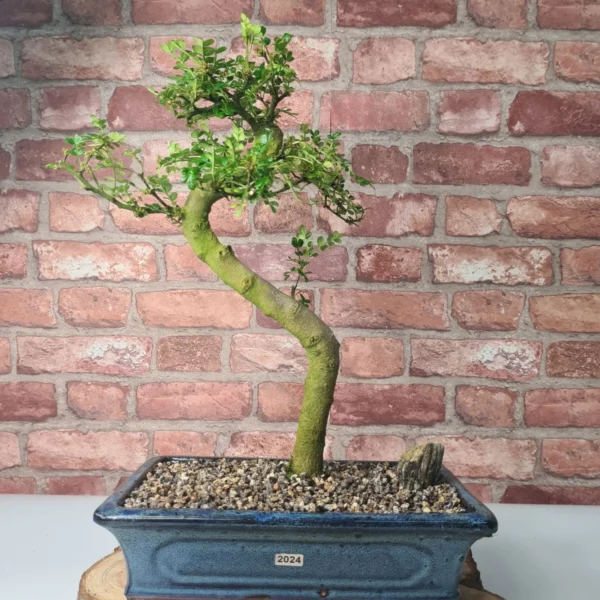 Chinese Pepper (Zanthoxylum Pipertum) Bonsai Tree | Shaped | In 30cm Pot - Image 11