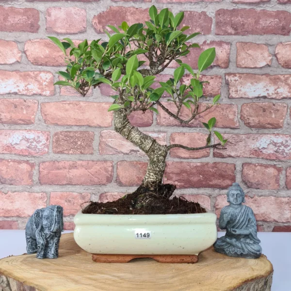 Ficus Microcarpa (Banyan Fig) Indoor Bonsai Tree | Shaped | In 20cm Pot - Image 2