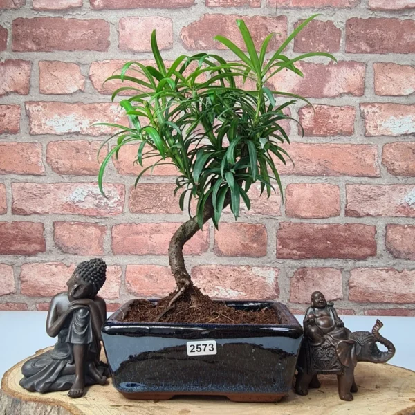 Buddhist Pine (Podocarpus Micro) Bonsai Tree | Shaped | In 15cm Pot - Image 2