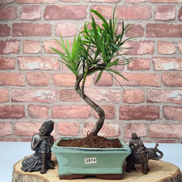 Buddhist Pine (Podocarpus Micro) Bonsai Tree | Shaped | In 15cm Pot - Image 3