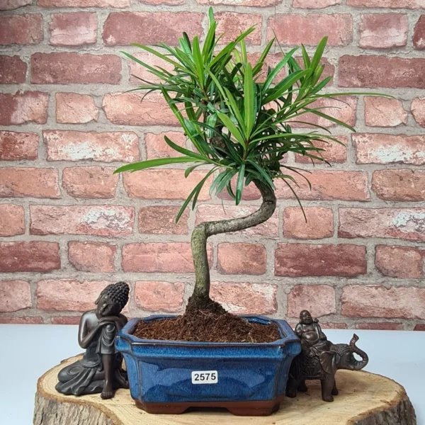 Buddhist Pine (Podocarpus Micro) Bonsai Tree | Shaped | In 15cm Pot - Image 4