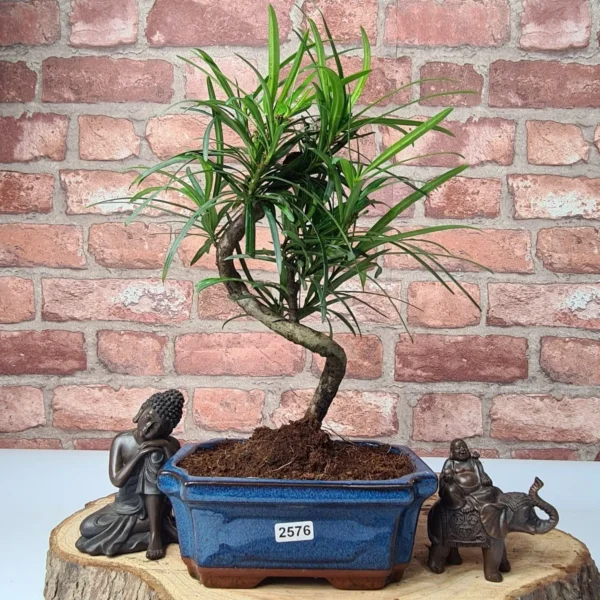 Buddhist Pine (Podocarpus Micro) Bonsai Tree | Shaped | In 15cm Pot - Image 5