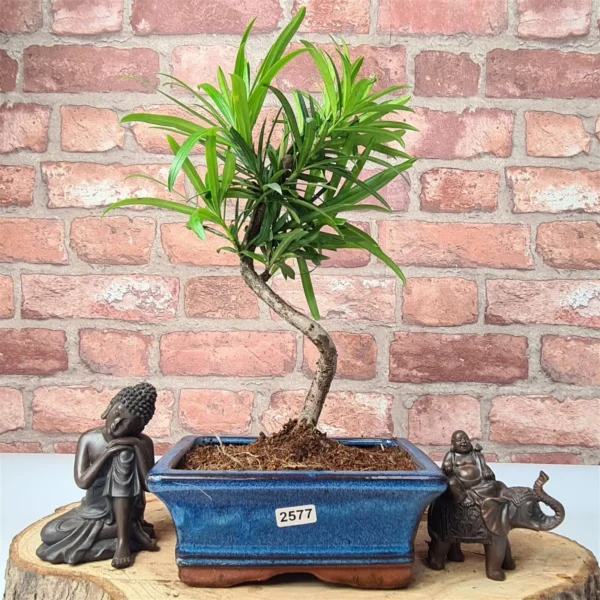 Buddhist Pine (Podocarpus Micro) Bonsai Tree | Shaped | In 15cm Pot - Image 6