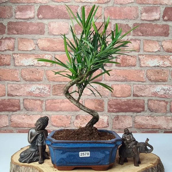 Buddhist Pine (Podocarpus Micro) Bonsai Tree | Shaped | In 15cm Pot - Image 7