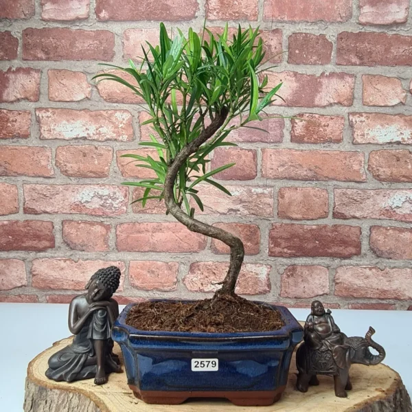 Buddhist Pine (Podocarpus Micro) Bonsai Tree | Shaped | In 15cm Pot - Image 8