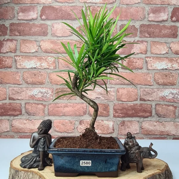 Buddhist Pine (Podocarpus Micro) Bonsai Tree | Shaped | In 15cm Pot - Image 9