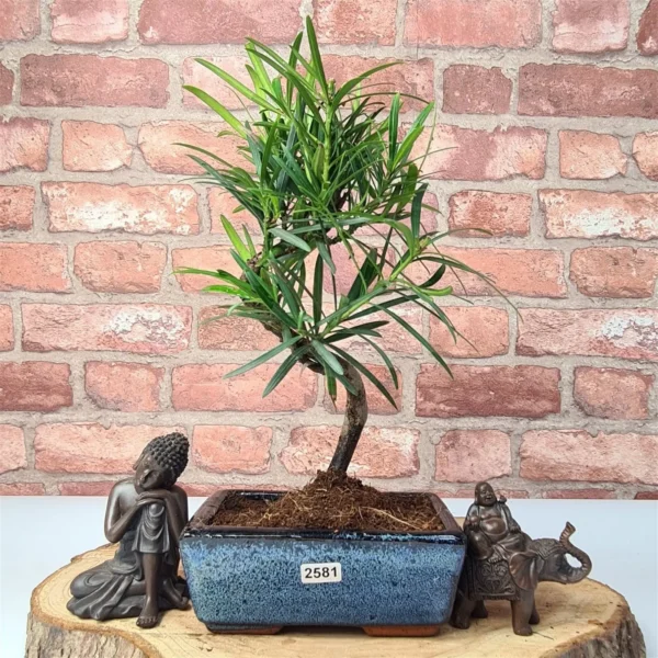 Buddhist Pine (Podocarpus Micro) Bonsai Tree | Shaped | In 15cm Pot - Image 10