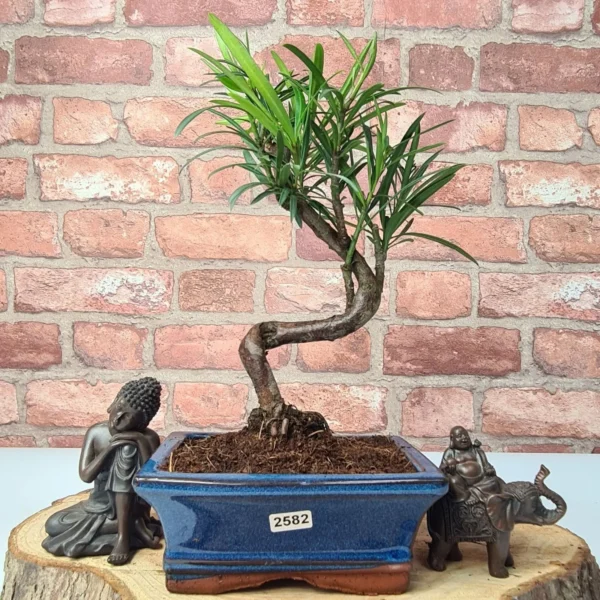 Buddhist Pine (Podocarpus Micro) Bonsai Tree | Shaped | In 15cm Pot - Image 11