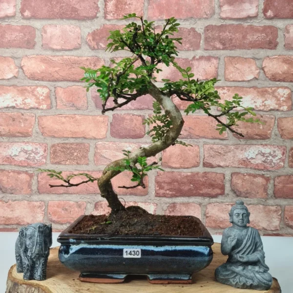 Chinese Pepper (Zanthoxylum Pipertum) Bonsai Tree | Shaped | In 20cm Pot - Image 2